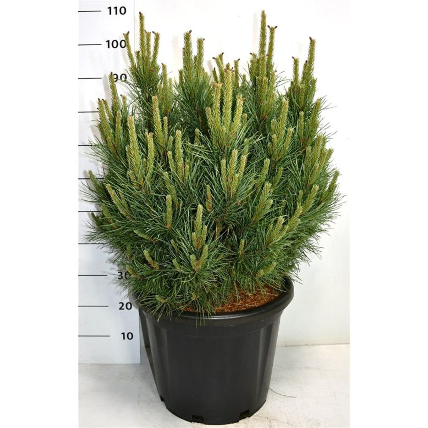 Tall – Pinus sylvestris 'Watereri' - C25 50-60 cm.